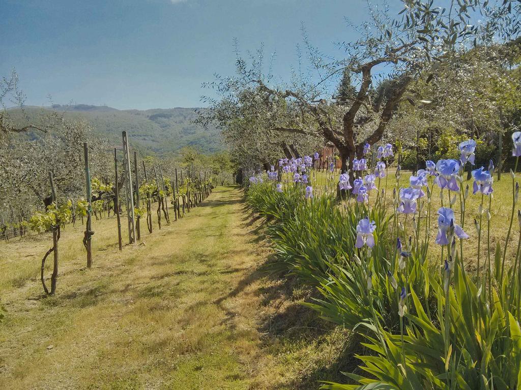 Tuscany Roses Arezzo Eksteriør bilde